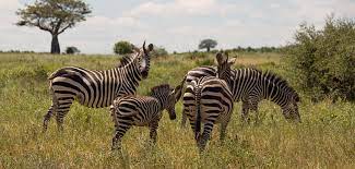 Afrika Seine Tiere Und Landschaften Tansania Foto Bild World Natur Tiere Bilder Auf Fotocommunity