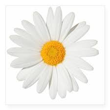 Daisy Sticker Square Daisy Square Sticker 3 X 3 By Swearingmoms Cafepress In 2021 Daisy Tumblr Daisy Tattoo Daisy
