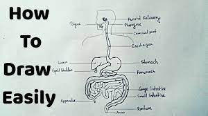 Digestive system vocabulary game to match the names with the picture. How To Draw Human Digestive System Easily Step By Step Youtube