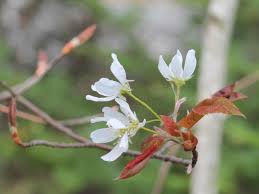 Image result for Amelanchier laevis