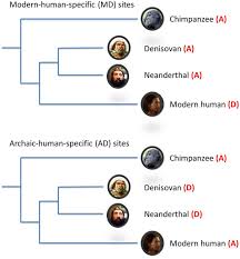 Study finds humans mated with denisovans more. Frontiers Interrogating The Evolutionary Paradox Of Schizophrenia A Novel Framework And Evidence Supporting Recent Negative Selection Of Schizophrenia Risk Alleles Genetics