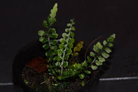 Image result for Asplenium holstii