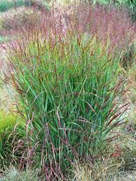 Image result for Panicum chionachne