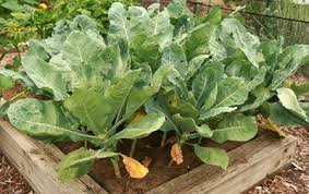 Many a new gardener, myself included, has panicked when they see their first teeny little cauliflower or broccoli head and thought, oh no! Romanesco Wisconsin Horticulture