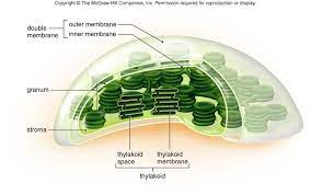 Structure Function Relationship Of Chloroplast Cell Biologia