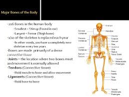 It is made up of many different bones. Chapter 36 Skeletal And Muscular Systems Skeletal System