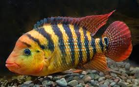Resultado de imagen para peces