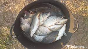 Vezi aici 801 imobile de vânzare pentru casă vanzare prahova, cu prețuri de la 20.000 €. Peste Viu Crap Vara A 2 A 17 Lei Lajumate Ro