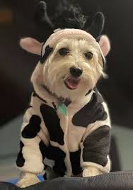 Halloween 2021 Pet Costume Photo Contest