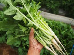 Https Xn M9jp4402bdtwxkd8n0a Com Hadaikon Sodatekata 13473 Html