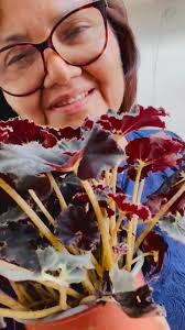 Amantes de las Plantas Puerto Rico