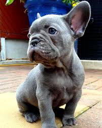 The club was created to promote quality in the breeding of purebred french bulldogs and to do all possible to bring their natural qualities to perfection. Pin On French Bulldog Puppies