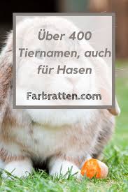 Tiernamen Fur Hasen Hasen Namen Tiernamen Mannlich Haustier Haschen