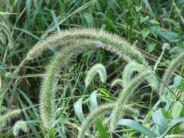 Image result for Melinis macrochaeta