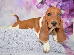 Ready to go to there new homes january 10. Basset Hound Puppies Petland Fort Myers Florida