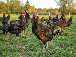 Poulet fermier d alsace aux spatzles campagnards. Archives Des Volaille Bio Grand Est