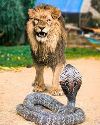 Can This Snake Take Down a Full-Sized Lion? | How would a lion fare against the venom of a snake? #Versus | By What If | Facebook