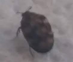 Kammerjaeger De Thema Anzeigen Was Ist Dieser Kleine Kafer In Meiner Wohnung