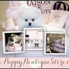 I bought a puppy from mini teacup puppies in july. 67 Teacup Puppies Store Com Reviews Us Ideas Teacup Puppies Puppy Store Puppies