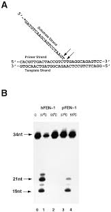 B iii a c d Structure Of The Dna Repair And Replication Endonuclease And Exonuclease Fen 1 Cell