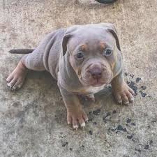 Take a look at our puppies page to see our available bully. Tri Color Bully Pets And Animals For Sale Texas