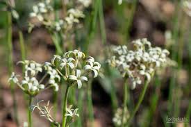 Image result for Kohautia