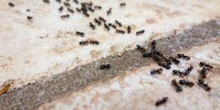Jg pest control services london and its surrounding areas, the midlands, the north west, east and south of england. Local Field Guide To Ants In New England House Carpenter Fire More Jp Pest Services