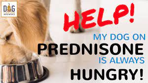 Prednisone For Dogs Uses For Dog Cancer And Other Medical Conditions Side Effects Alternative Options And More