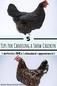 5 Tips For Picking Out Show Chickens The Pioneer Chicks Raising Meat Chickens Fancy Chickens Poultry Breeds