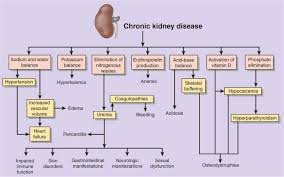 Renal infection and pregnancy outcome. Pathophysiology Of Renal Disease Image Chapter 26 Acute Renal Failure And Chronic Kidney Disease Renal Disease Acute Renal Failure Kidney Disease