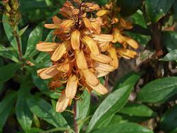 Botanischer Garten Oldenburg