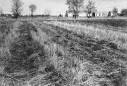 Stubble mulch farming