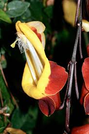 Image result for Thunbergia mysorensis