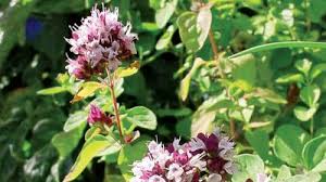 Image result for Ocimum angustifolium