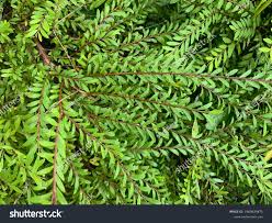 Image result for Phyllanthus parvus