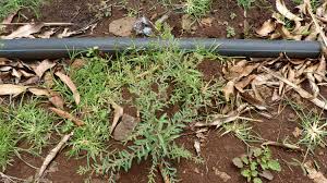 Image result for Phyllanthus pentandrus