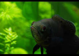 They thrive best in their natural habitat which is located throughout amazon. Oscar S How To Breed And Care For The Oscar Fish