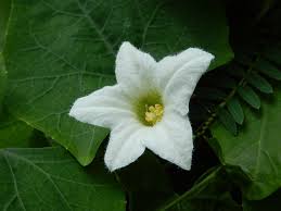 Image result for Coccinia mildbraedii