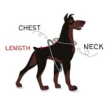 The diagram below will help you find the correct size for your dog or cat. How To Measure Your Dog Big Dogs Gaia S Kingdom