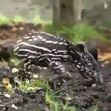 Cutest Baby Of Malayan Tapir Please Follow Animals Board For More Videos Cute Baby Animals Animals Beautiful Cute Animals