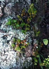 Image result for Bulbophyllum elliotii