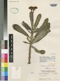 Image result for Monadenium torrei