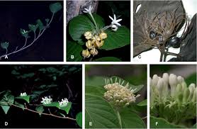 Image result for Tricalysia sp. E