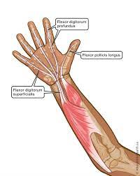 Extensor tendon compartments of the wrist are anatomical tunnels on the back of the wrist that contain tendons of muscles that extend (as opposed to flex) the wrist and the digits (fingers and thumb). Flexor Tendon Repair And Rehabilitation