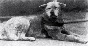 Hachi a dog's tale comes to the hallmark channel hachiko symbol of loyalty. The Amazing And True Story Of Hachiko The Dog