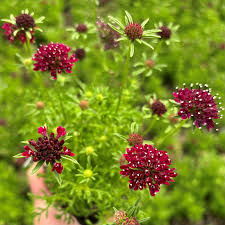 Image result for Scabiosa