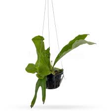 Image result for Platycerium stemaria