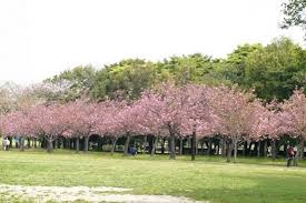 Harga tiket sudah termasuk tiket kr cibodas. Taman Sakura Di Cibodas Ini Membuat Fotomu Bak Sedang Berada Di Jepang