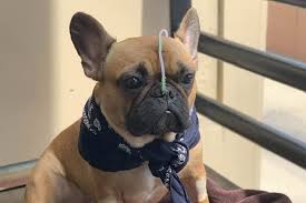Woman S French Bulldog Dies After Eating Popular Houseplant