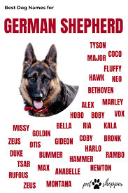 German Shepherd Names Top Best List Male Female Petshoper German Shepherd Names Dog Names German Shepherd